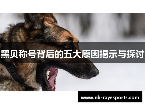 黑贝称号背后的五大原因揭示与探讨 黑贝称号背后的五大原因揭示与探讨